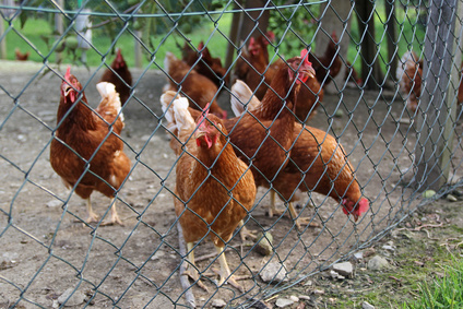 Quelle Hauteur De Grillage Choisir Pour Son Poulailler Bois Tout